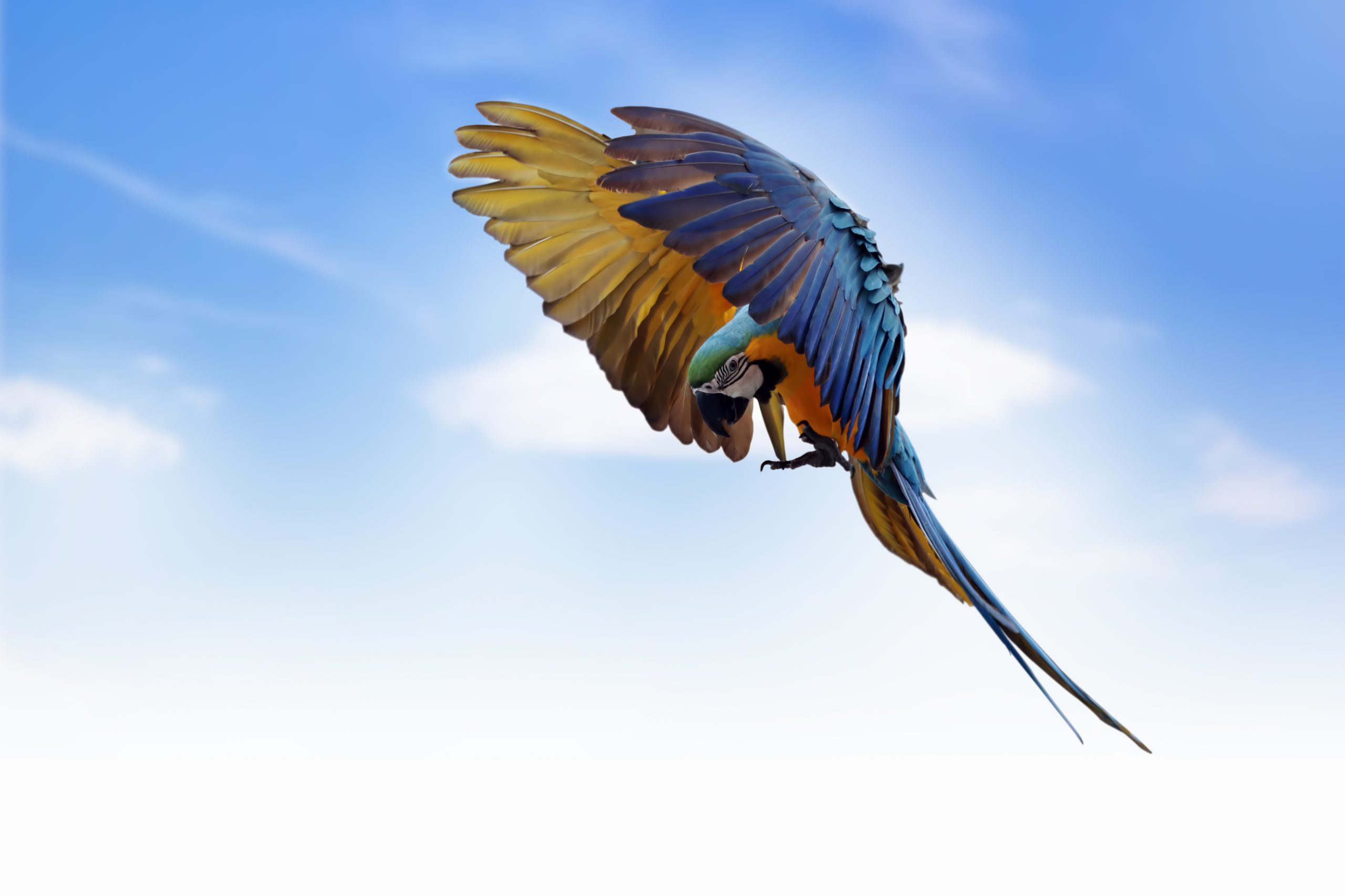 the-scarlet-macaw-ara-macao-flying-through-on-sky-big-parrots-flying-in-formation-on-the-sky
